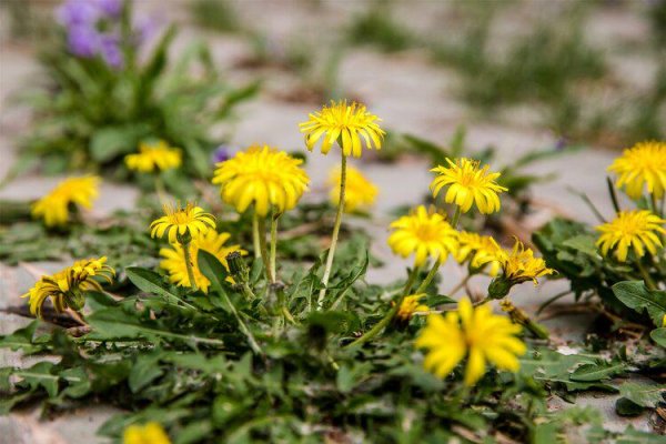 盘配资 加拿大研究：蒲公英能在48小时内杀死98%的癌细胞，科学还是谣言