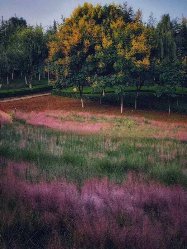 升富配资 赏花去！栾树花开，惊艳了安宁