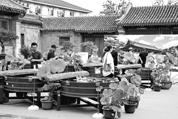 尚融 恭王府里赏金鱼